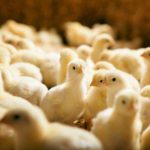 مروری بر مفاهیم جدید استفاده از ویتامین‌ها در پرورش جوجه‌های گوشتی