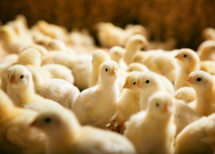 مروری بر مفاهیم جدید استفاده از ویتامینها در پرورش جوجههای گوشتی مروری بر مفاهیم جدید استفاده از ویتامینها در پرورش جوجههای گوشتی