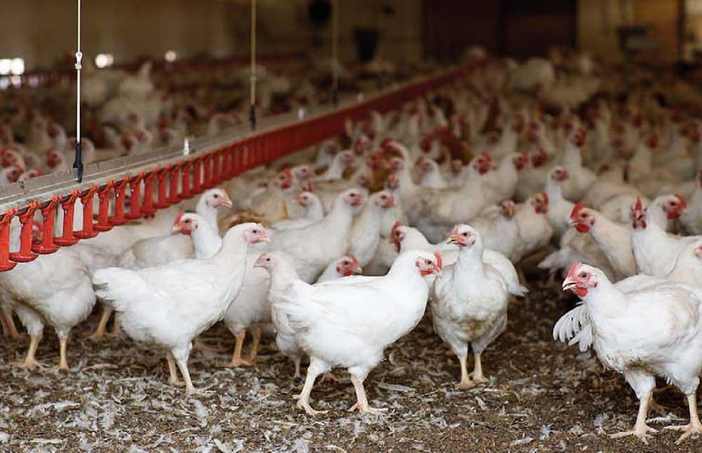 ساکنین دستگاه گوارش، دنیایی برای کشف کردن ساکنین دستگاه گوارش، دنیایی برای کشف کردن