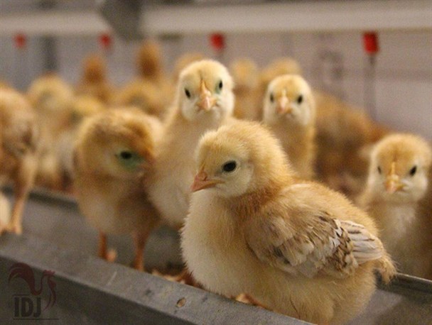 پاسخ یکسان جوجه های گوشتی به دی ال متیونین رقیق شده