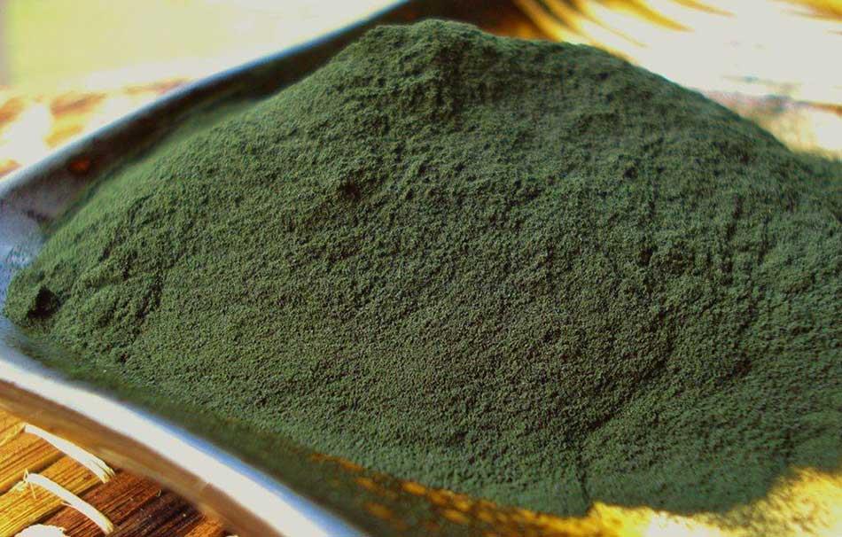 استفاده از جلبک اسپیرولینا در تغذیه طیور استفاده از جلبک اسپیرولینا در تغذیه طیور