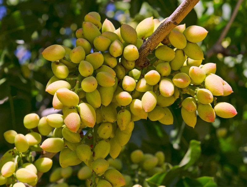 پرسودترین درختان میوه پرسودترین درختان میوه