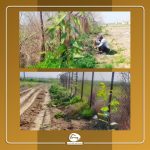 کاشت نهال اکالیپتوس در فارم 4 گوشتی