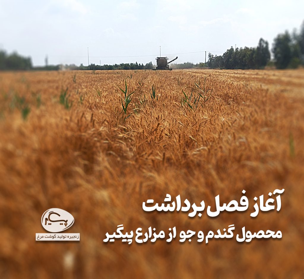 آغاز برداشت محصولات گندم و جو از مزارع پیگیر سال 1404 آغاز برداشت محصولات گندم و جو از مزارع پیگیر سال 1404