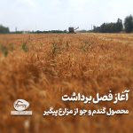 آغاز برداشت محصولات گندم و جو از مزارع پیگیر سال 1404