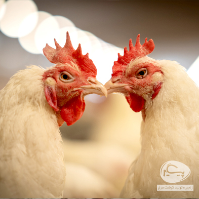 slide-a25637f